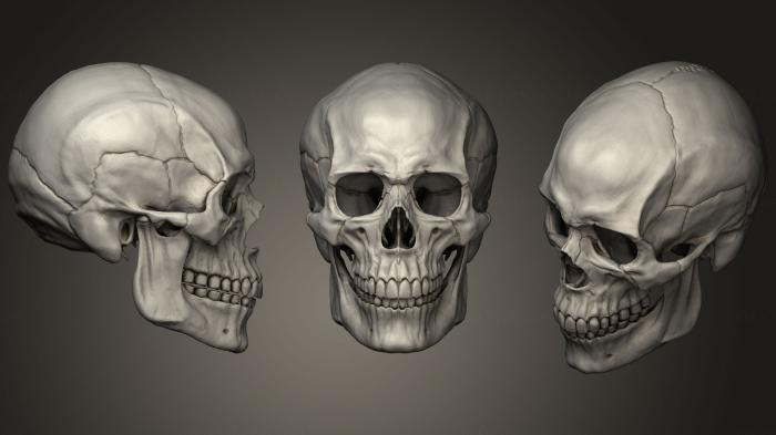 Anatomy of skeletons and skulls (ANTM_1216) 3D model for CNC machine
